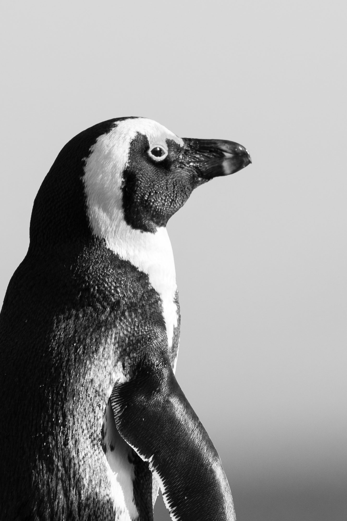 Penguin Paddleboarding