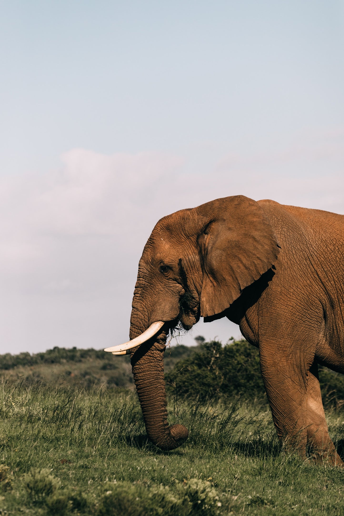 Elephant Walk