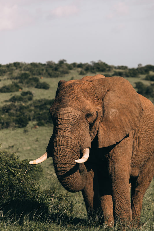 Elephant Walk