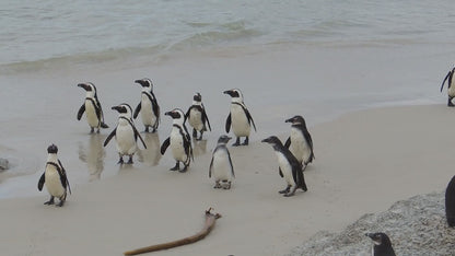 Penguin Paddleboarding