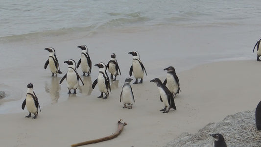 Penguin Paddleboarding