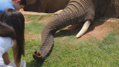 Elephant Walk
